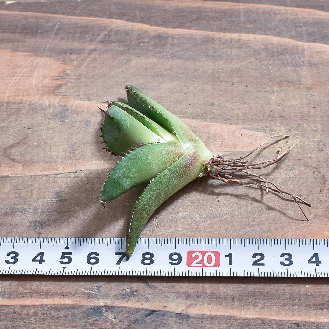 アガベ チタノタ 