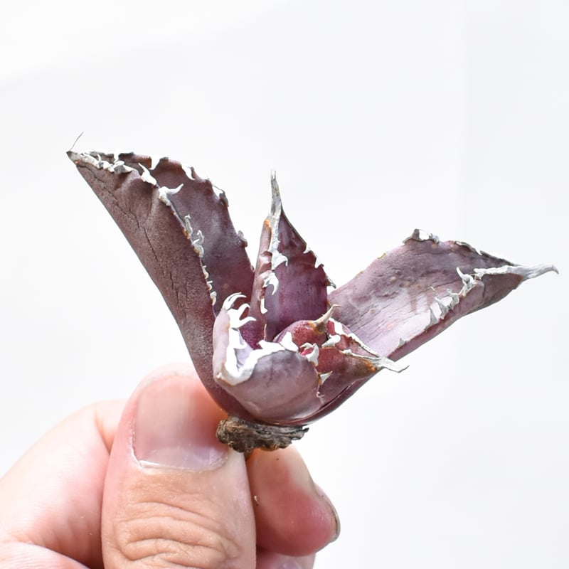 レア品種】アガベ チタノタ WANDA / 汪達【台湾 dragon agave産/抜き苗/