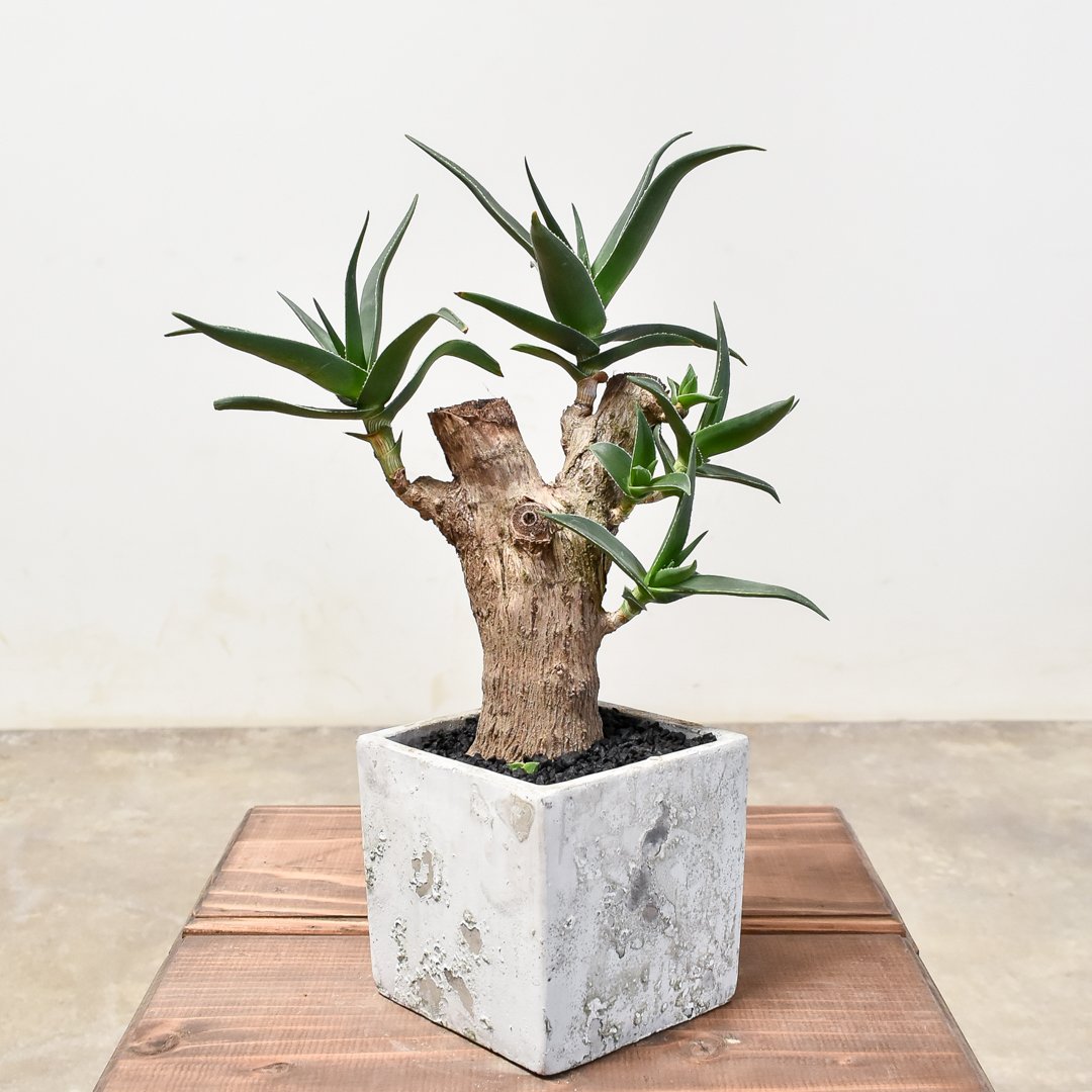 アロイアムぺロス ストリアツラ 