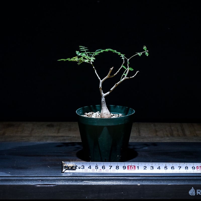 パキコルムス ディスカラー 