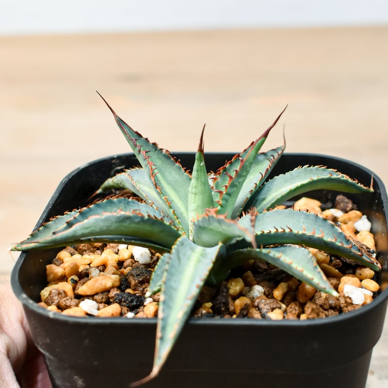 アガベ ハイブリット 