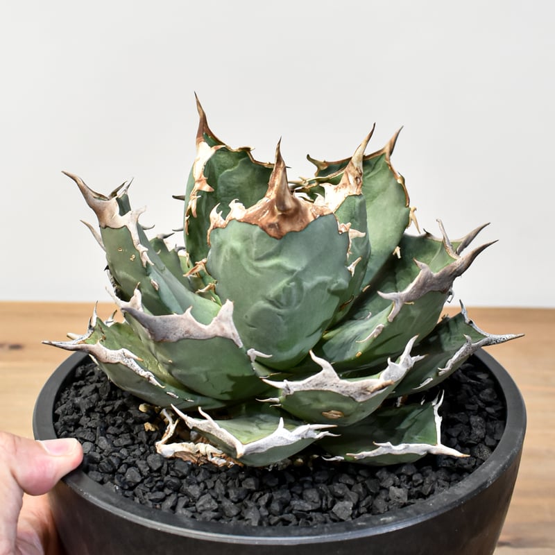 アガベ チタノタ 浪人　agave 大株　鉢のまま発送　最終値下げ価格 アガベ チタノタ 浪人 agave 大株 鉢のまま発送 最終値下げ価格