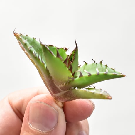 【goodtaniku】Gt台湾星空/Dennis 018 OC子株 goodtaniku】Gt台湾星空/Dennis 018 OC子株 goodtaniku】Gt台湾星空