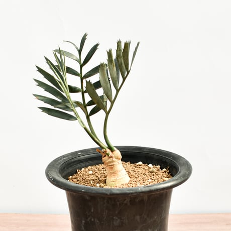 【国際希少野生動植物種登録票付】エンセファラルトス レーマニー RFHK-389