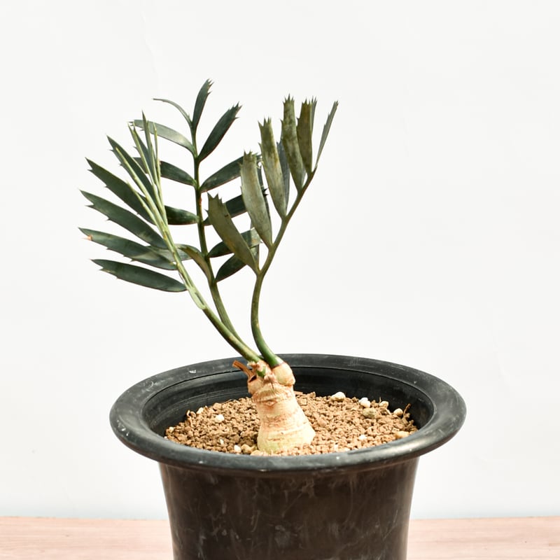 国際希少野生動植物種登録票付】エンセファラルトス レーマニー RFHK