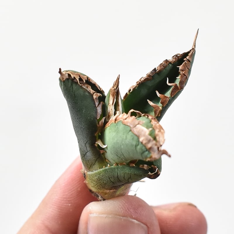 アガベ　チタノタ　オテロイ　包心龍　コンパクト　2頭　発根済み　OC株　18 アガベ チタノタ オテロイ 包心龍 コンパクト OC株 26 - メルカリ
