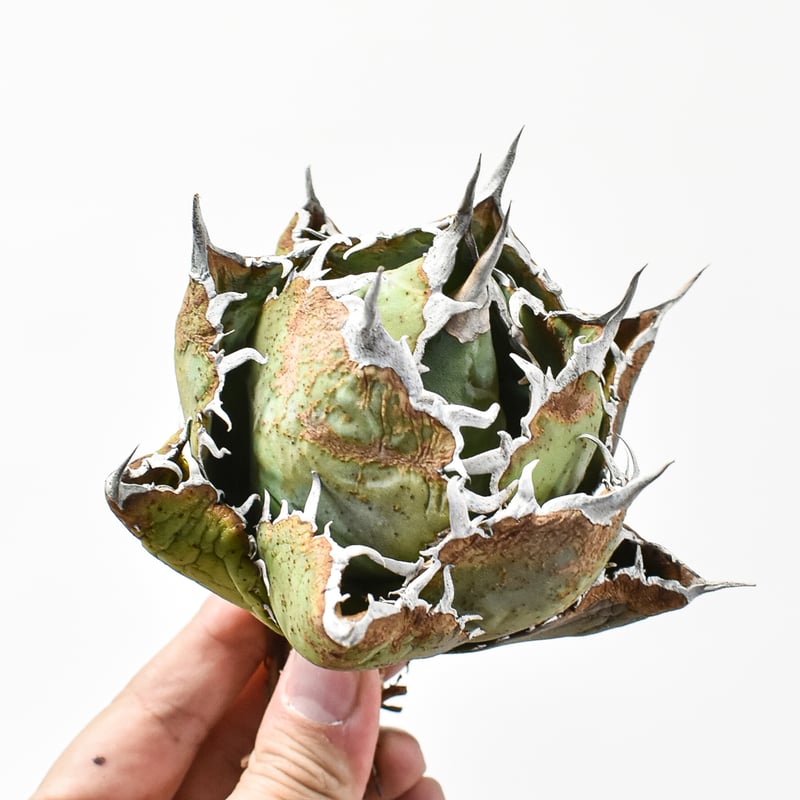 アガベ チタノタ “ボールタイプ白鯨” 
