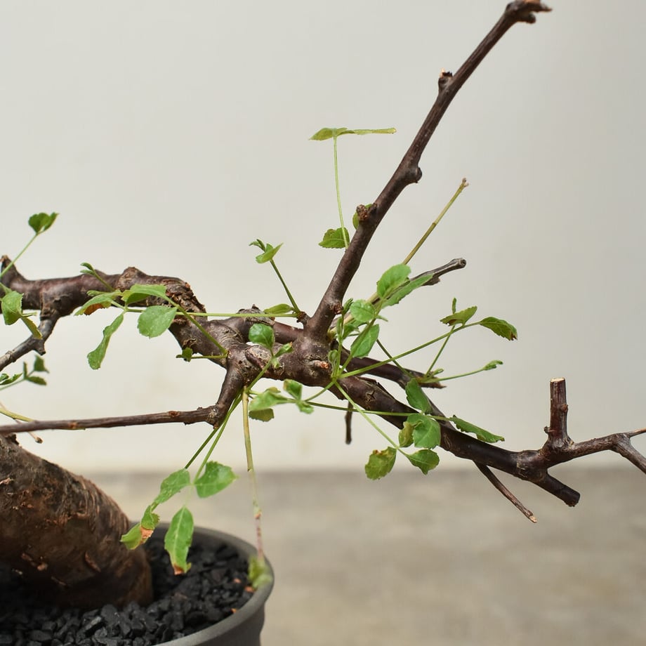 64a65d151b56ba002d56771a