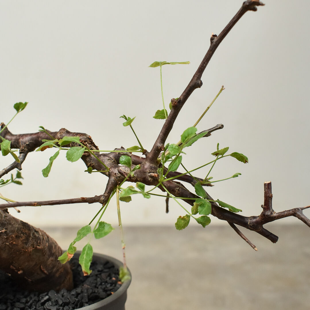 【どん兵衛】コミフォラ　ボラネンシス Commiphora Boranensis コミフォラ ボラネンシス 発根済現地株