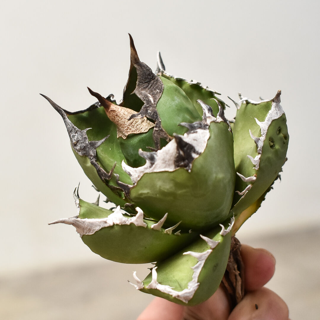 非売品レベル☆アガベ チタノタSAD 現地南アフリカダイヤモンド 強棘 塊根