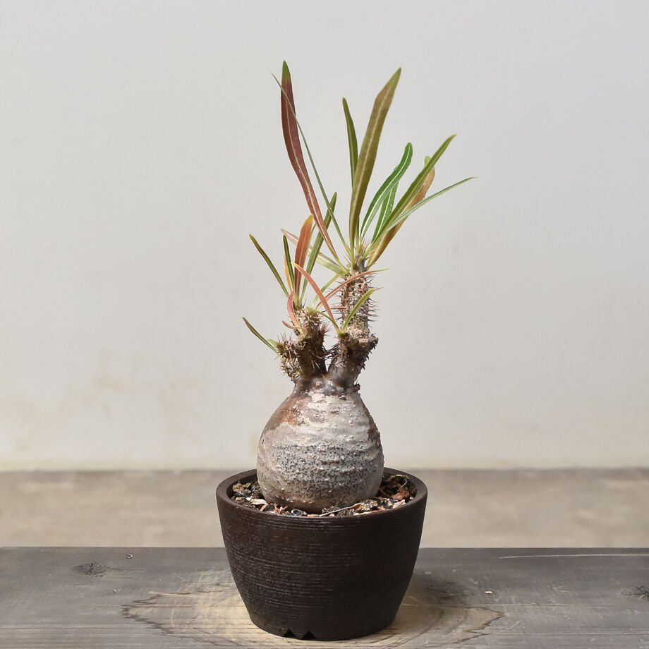 RAFLUMコレクション】パキポディウム グラキリス (発根済み) RF231817