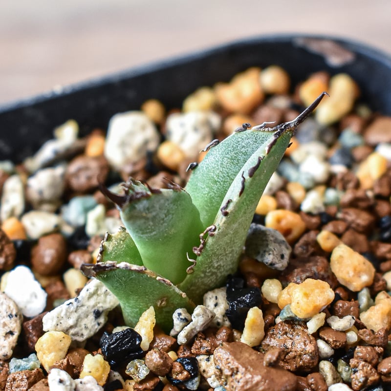 アガベ チタノタ 