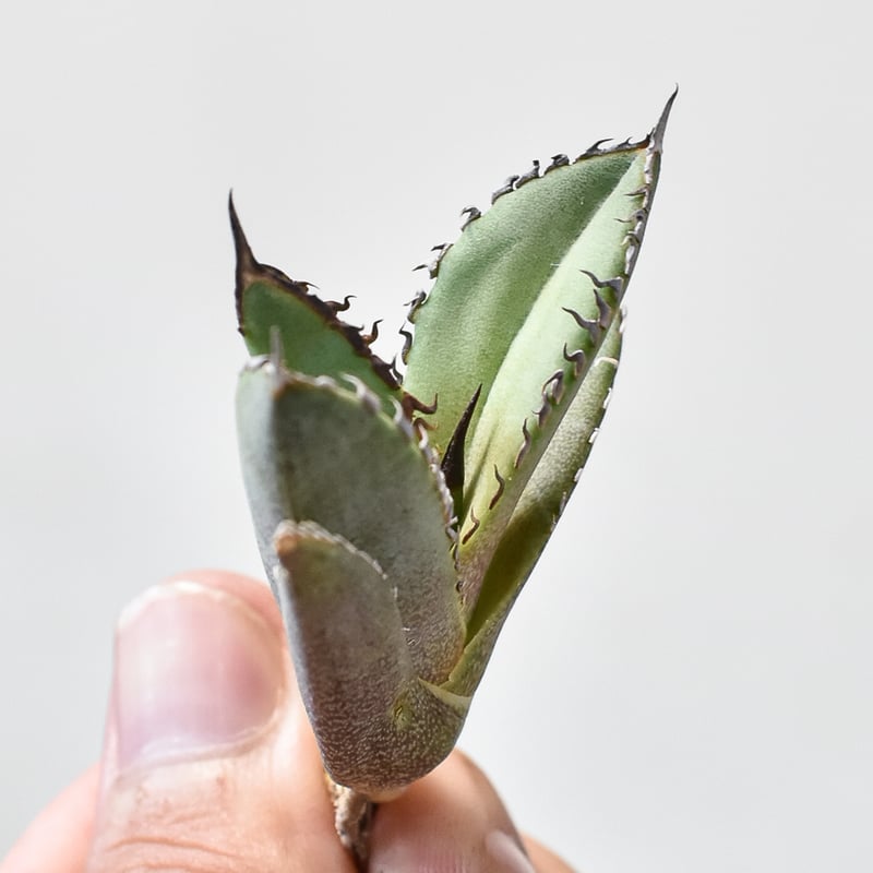 アガベ チタノタ dennis 040 a.k.a.“King Arthur” アガベ チタノタ dennis 040 a.k.a.“King Arthur” Agave