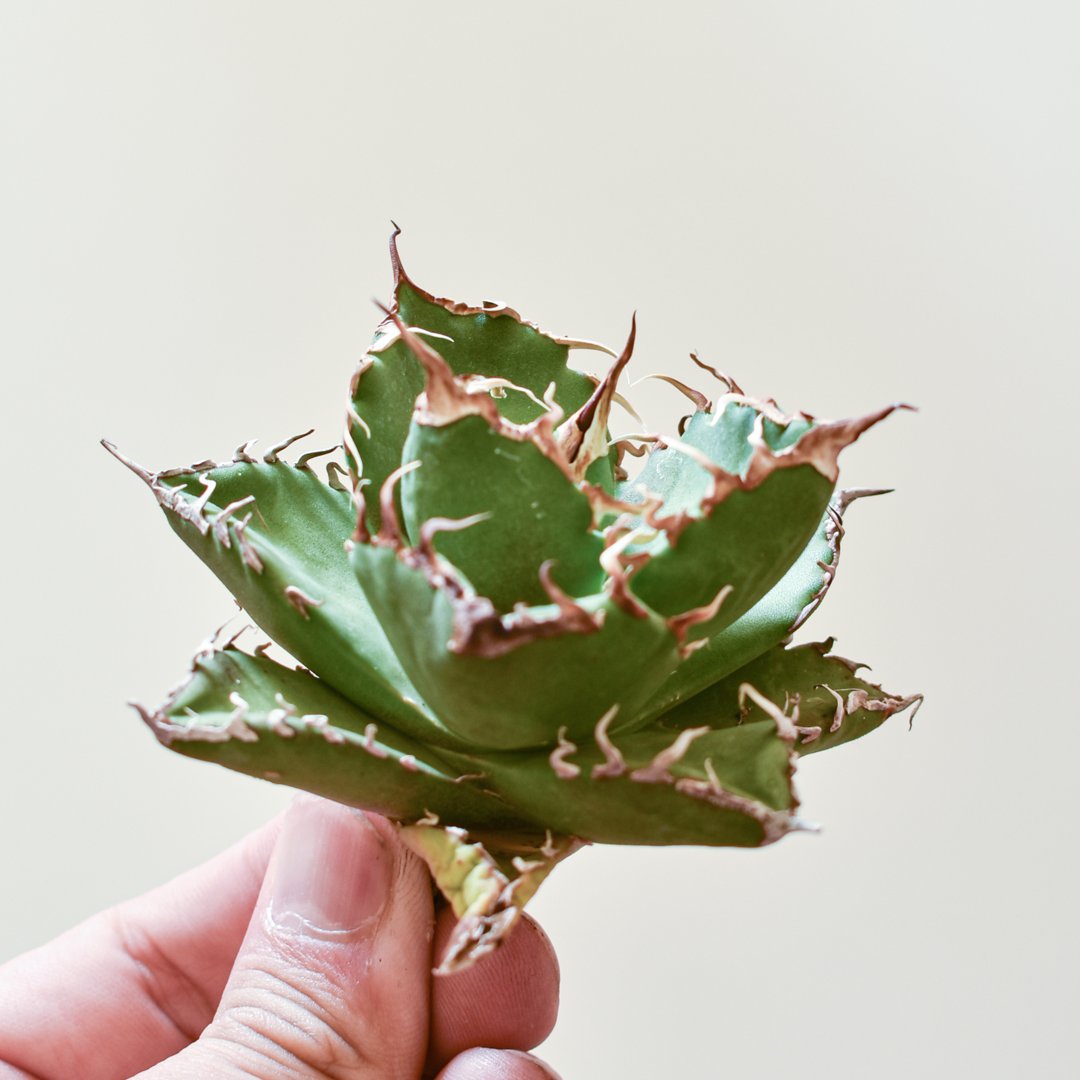 アガベチタノタ海王（ヴァンベールventvert購入）親株 【公式通販】