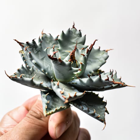 アガベ ハイブリット 特白肌怒雷神×象牙妖炎（陽炎エボリ）【台湾botanical_seeker産/選抜株】B RF25011740