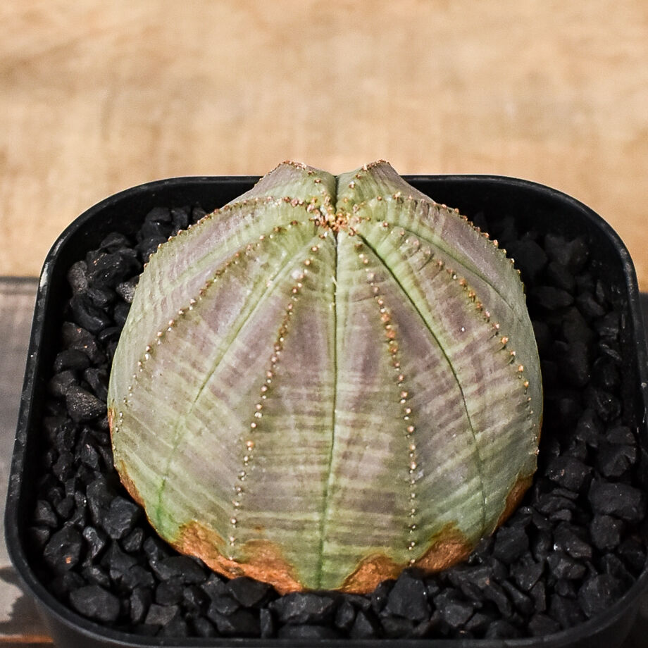 至高のオベサ オールドオベサ ユーフォルビア オールド】ユーフォルビア・オベサ Euphorbia obesa - HANS 多肉植物と