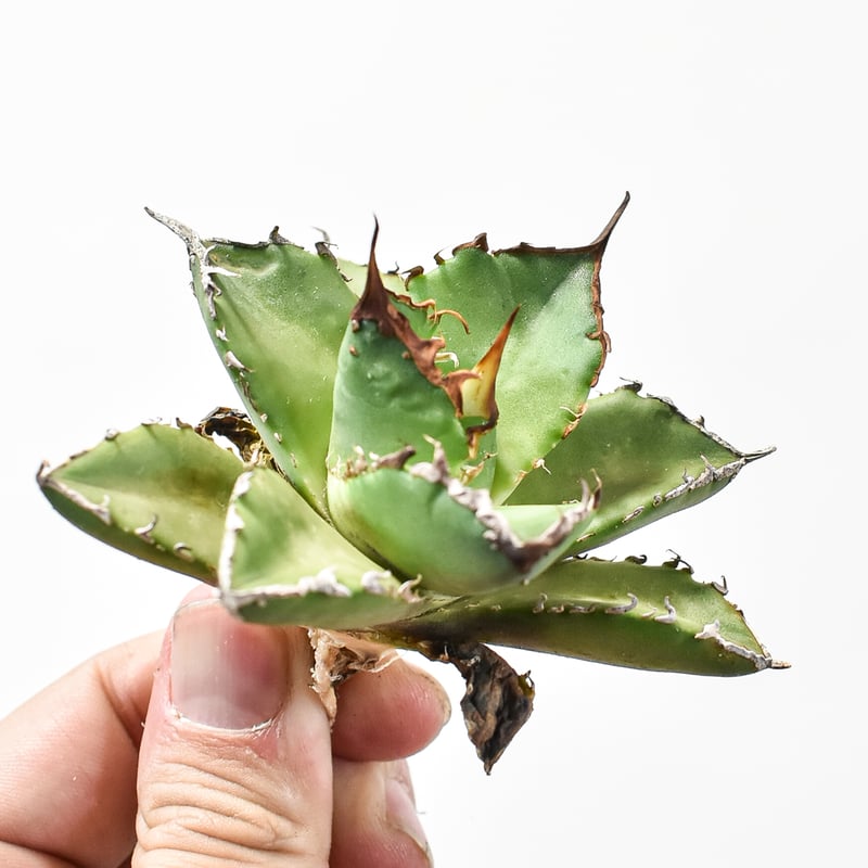 アガベ チタノタ ゼウス 