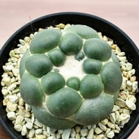 コリファンタ 刺無象牙丸 【カキ仔】RFHK-301