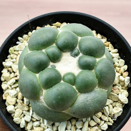 コリファンタ 刺無象牙丸 【カキ仔】RFHK-301