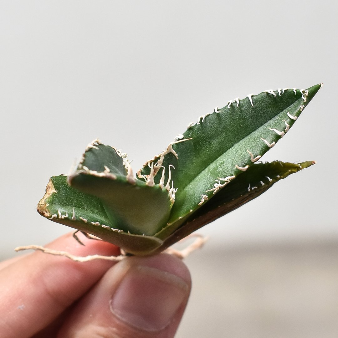 アガベ チタノタ 南アフリカダイヤモンド アガベ チタノタ 南アフリカダイヤモンド