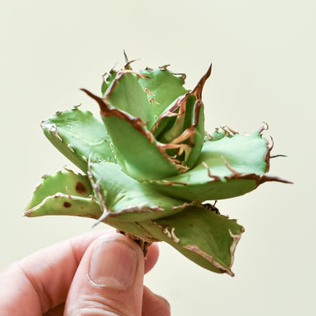 アガベ　チタノタ　虎鯨　シャチ　ブラックドラゴン 子株　台湾輸入株 アガベ チタノタ 虎鯨 シャチ ブラックドラゴン 子株 台湾輸入株