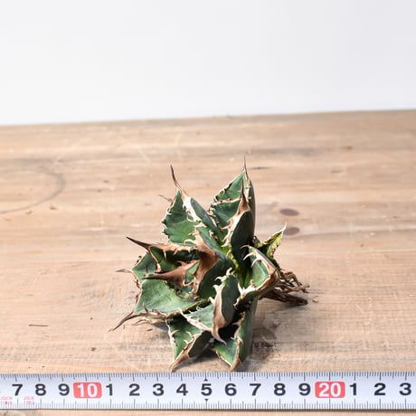 アガベ チタノタ "精品緑犀牛"   【台湾 dragon agave産/中株/抜き苗販売】C21