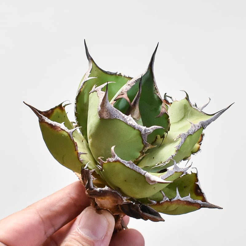 非売品級【台湾産】アガベ チタノタ 熊猫　強刺　ドラゴンアガベ　パンダ　発根済 SSS級台湾産】アガベ チタノタ 熊猫 強刺 ドラゴンアガベ パンダ