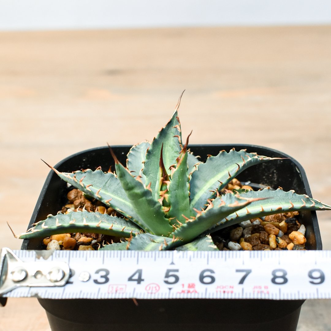 アガベ ハイブリット 