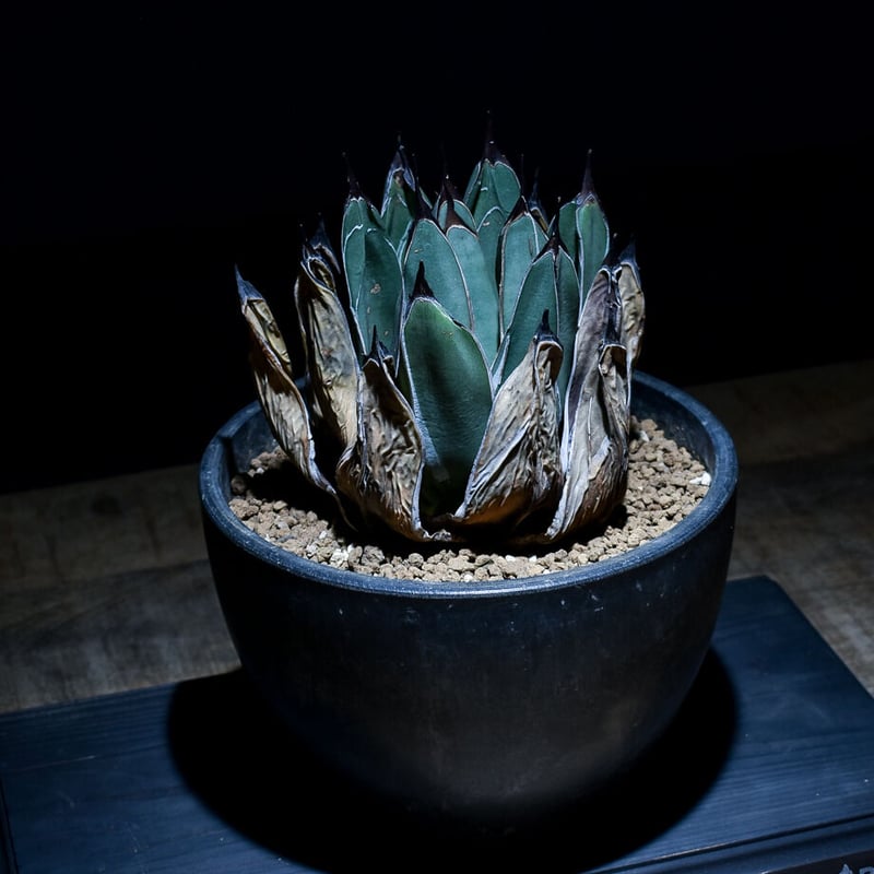 アガベ フェルディナンドレジス 