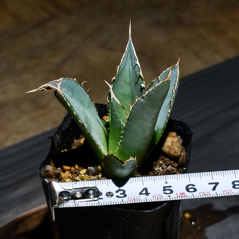 アガベ チタノタ 