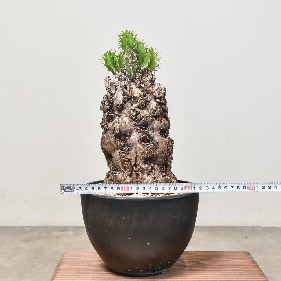 fit=scale-down,w=1200 fit=scale-down,w=1200
