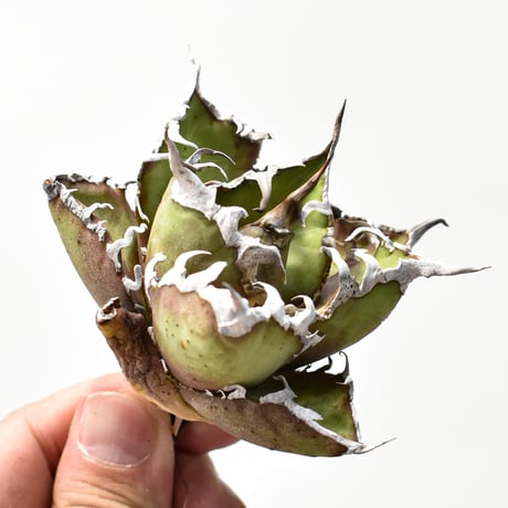 CATEGORY チタノタ シーザー | RAFLUM / ラフラム｜東京、大阪の塊根