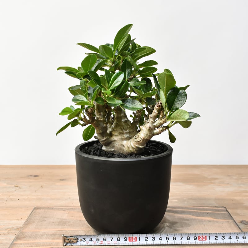 パキポディウム　ウィンゾリー　C パキポディウム ウィンゾリー 【実生】GM2402219 | RAFLUM