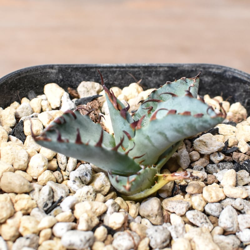 アガベ Dennis hybrid 厳龍(026) × 屈原 Eタイプ 【台湾DENNIS産/