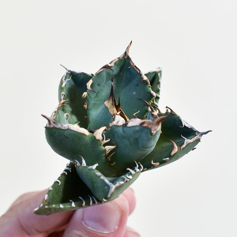 アガベ チタノタ 