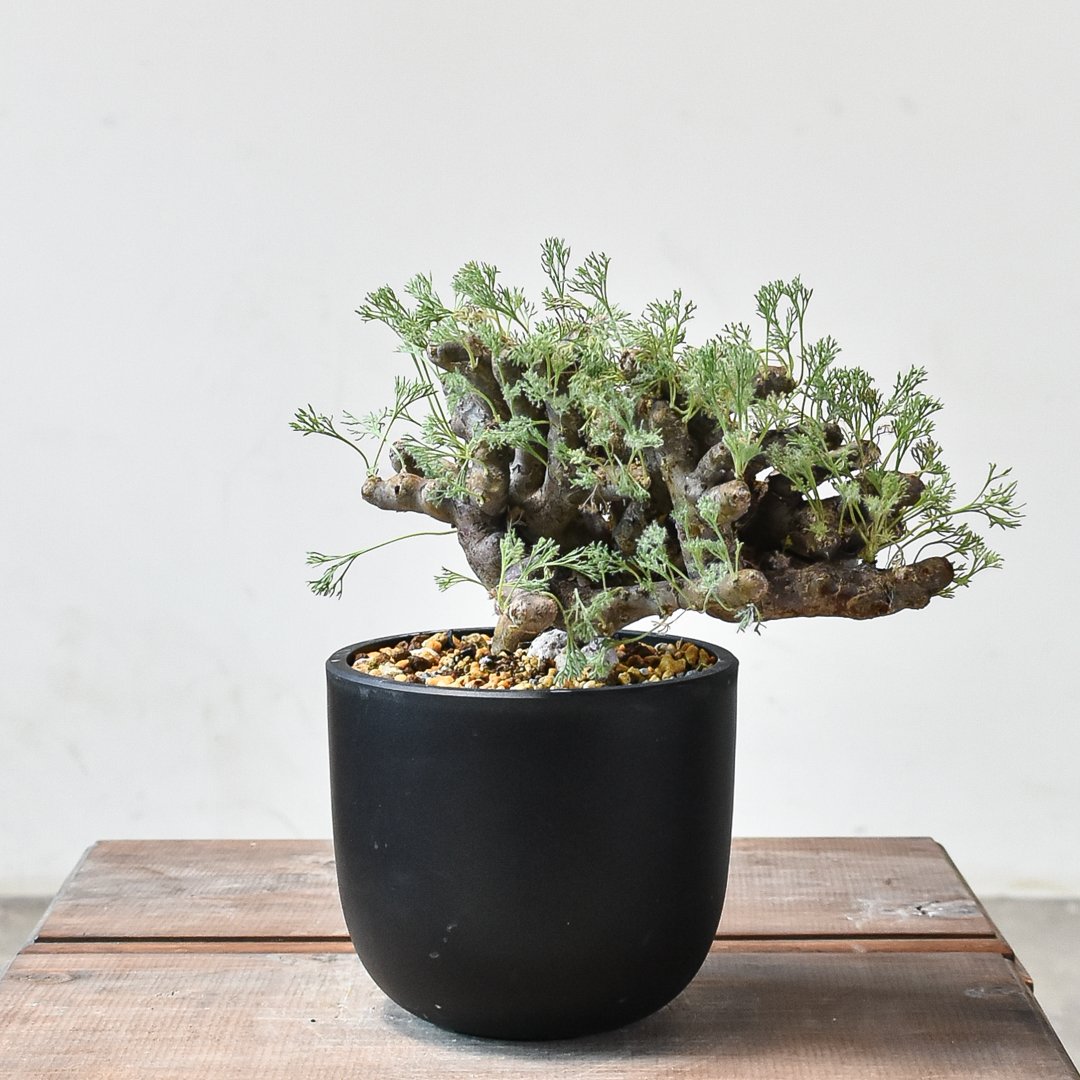 サルコカウロン ムルチフィズム 【発根済み】HK2409037 | RAFLUM