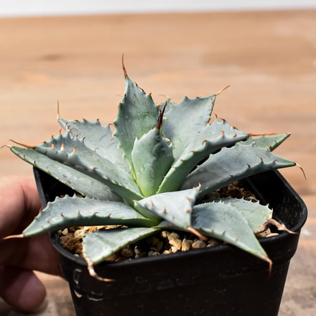 アガベ ハイブリット 日系イシスメンシス×象牙妖炎（陽炎エボリ）【台湾botanical_seeker産】RF25011370
