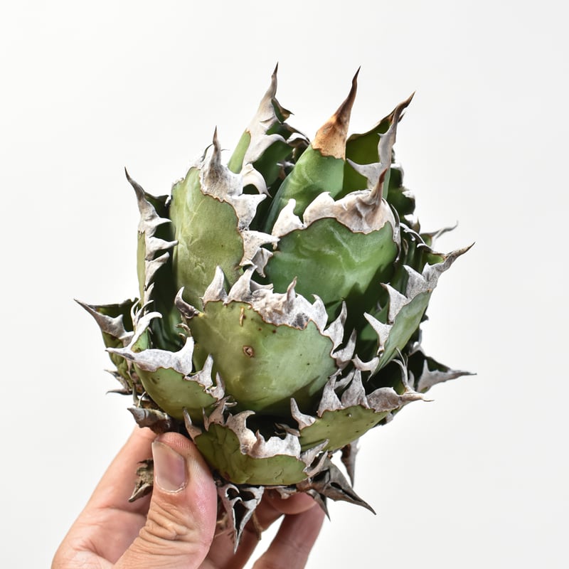 国内実生最高峰】アガベ チタノタ 赤猫 / レッドキャット【OSPセレクト