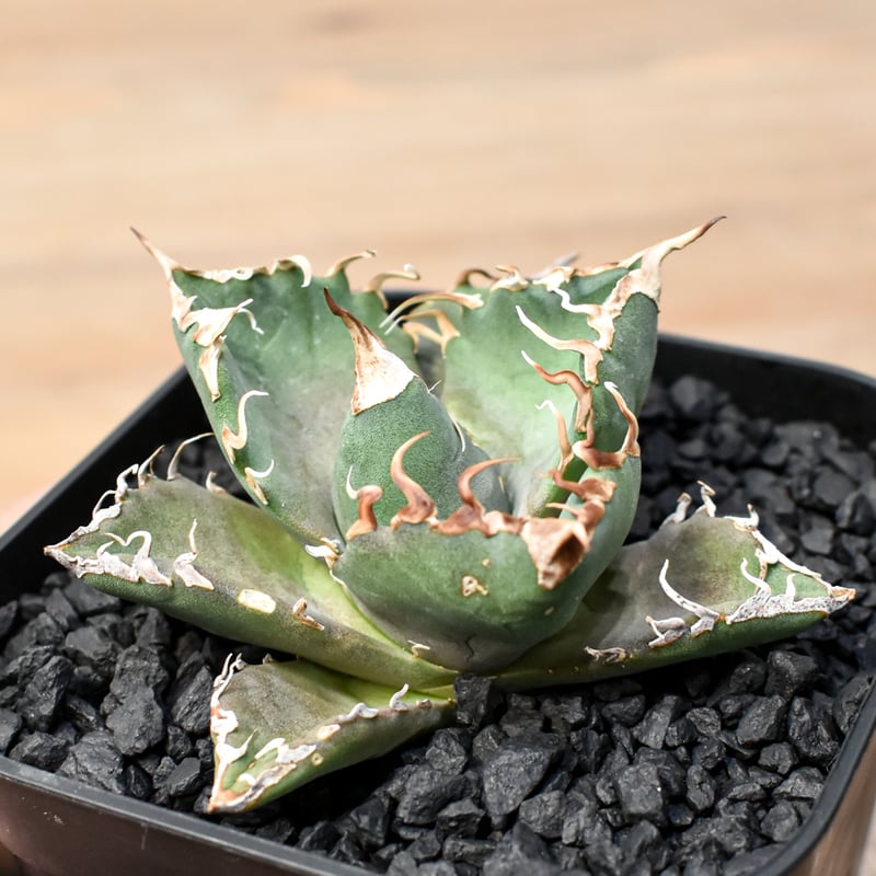 アガベ チタノタ ゼウス 