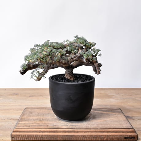 モンソニアムルチフィダ | STORES