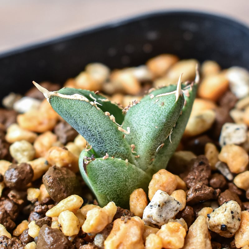 こ*ん様 アガベ チタノタ 大白鯊　lize子株　ホオジロザメ　OC　発根済み アガベ チタノタ 大白鯊 子株 ホホジロザメ ホホジロザメ lize産