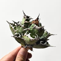 アガベ チタノタ 精品シーザー / 精品凱撒  【台湾 dragon agave産/中株/抜き苗】B81