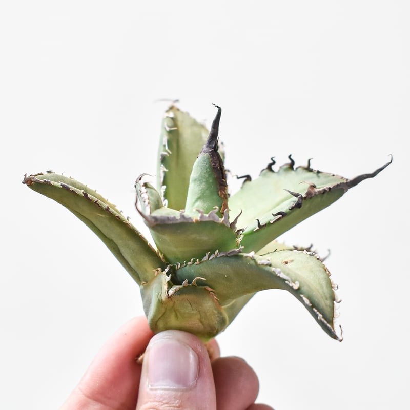 アガベ チタノタ シャークソード 