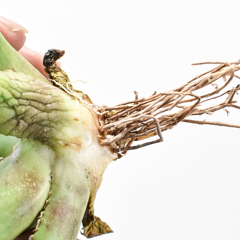 アガベ チタノタ ゼウス 