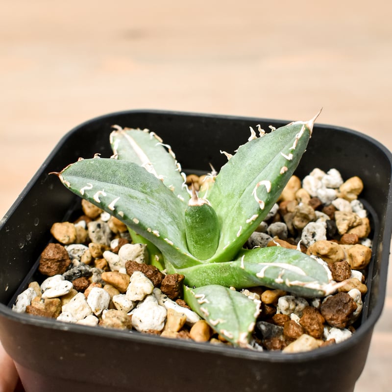 アガベ チタノタ 