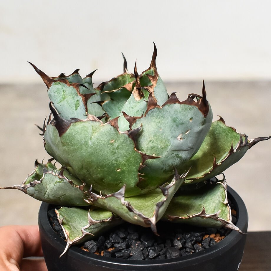 アガベ チタノタ ブラックアンドブルー 