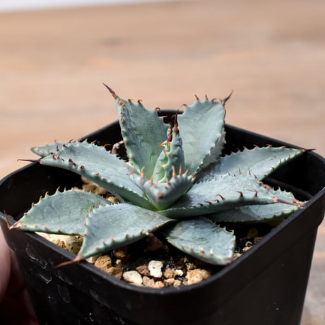 アガベ ハイブリット 日系イシスメンシス×象牙妖炎（陽炎エボリ）【台湾botanical_seeker産】RF25011366