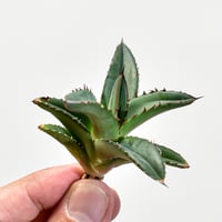 アガベ チタノタ X マルガリータ （発根済）RF22285 | RAFLUM