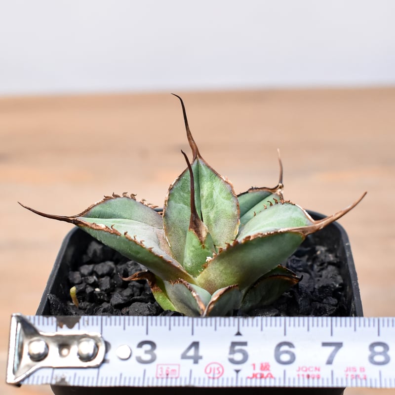 アガベ アリゾニカ 太葉 子株 アガベ アリゾニカ 良株 太葉 短葉 Agave arizonica - メルカリ