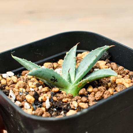 アガベ ハイブリット "魅子" (特白肌怒雷神×血妖) 【台湾botanical_seeker産】B RF25011429
